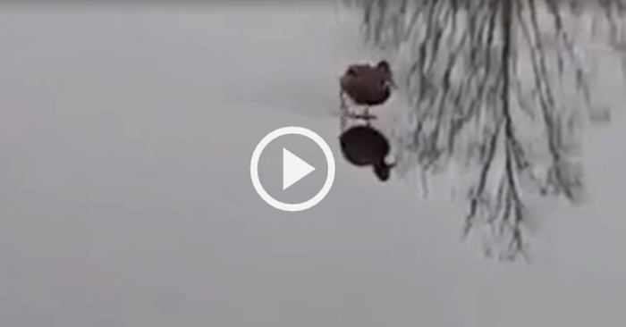 Video: Vịt thản nhiên đi lại trên mặt hồ khi các con khác đang bơi