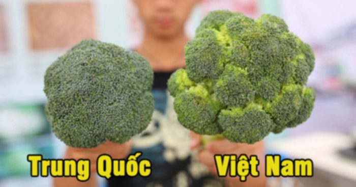 Nhận biết súp lơ Trung Quốc và Việt Nam
