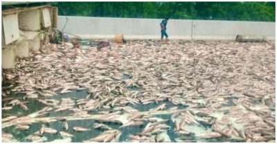 Clip: Khoảnh khắc xe tải bị lật, hàng tấn cá văng xuống đường