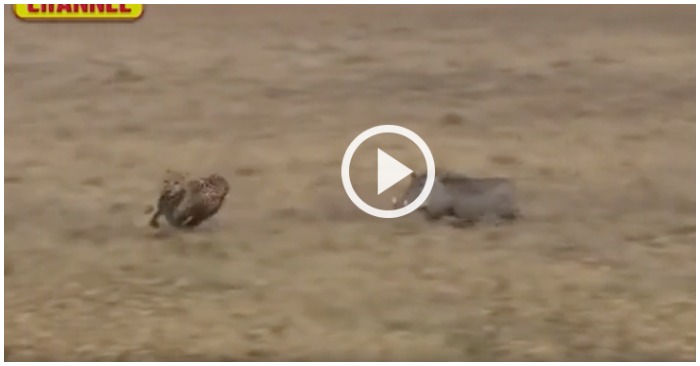 Báo đốm bị lợn rừng đuổi chạy thục mạng (ảnh cắt từ clip).