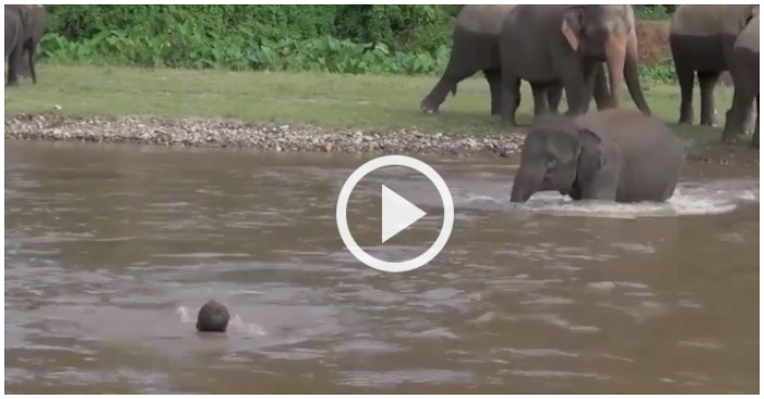 Chú voi con lao thẳng xuống nước để trợ giúp người đàn ông (ảnh cắt từ clip).