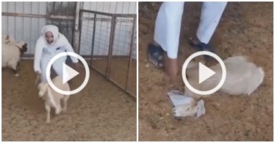 Video: Dê con giả chết như thật khi bị ông chủ đuổi bắt
