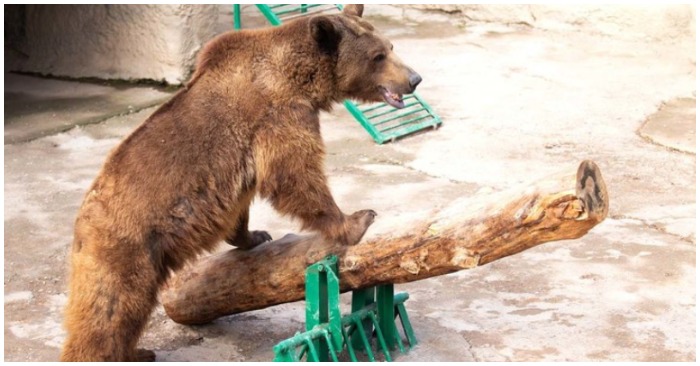 Con gấu mang tên Zuzu tại vườn thú ở thủ đô Tashkent của Uzbekistan (ảnh chụp màn hình trên báo Thanh Niên).