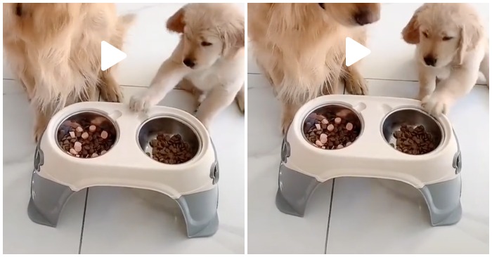 Chú chó dùng chân truóc chỉ về hai phần ăn khác nhau (ảnh chụp màn hình video).
