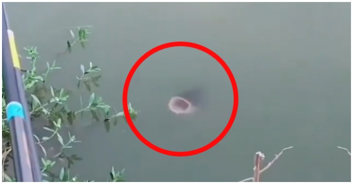 Con cá ngoi lên khỏi mặt nước há miệng to đớp đớp liên tục(ảnh cắt từ clip).