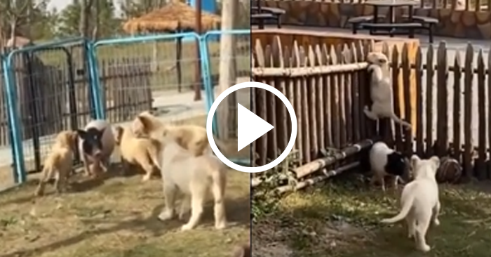Video: Sư tử trèo rào bỏ trốn vì bị heo con đuổi