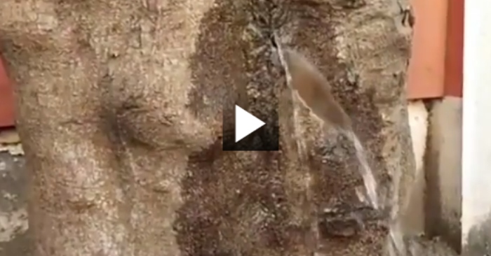 Video: Cây cổ thụ kỳ lạ trên vỉa hè tự phun nước xối xả