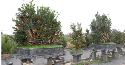 Video: Chiêm ngưỡng cây quất thế ‘căng buồm vượt trùng dương’ giá 100 triệu đồng ở Hà Nội