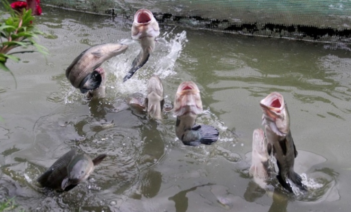 Video: Đàn cá bay lên nhận đồ ăn sau khi nghe tiếng gõ