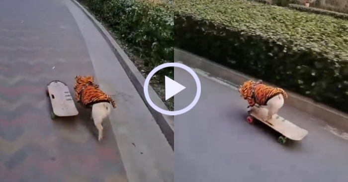 Video: Chó cưng lướt ván điêu luyện khiến người xem thán phục