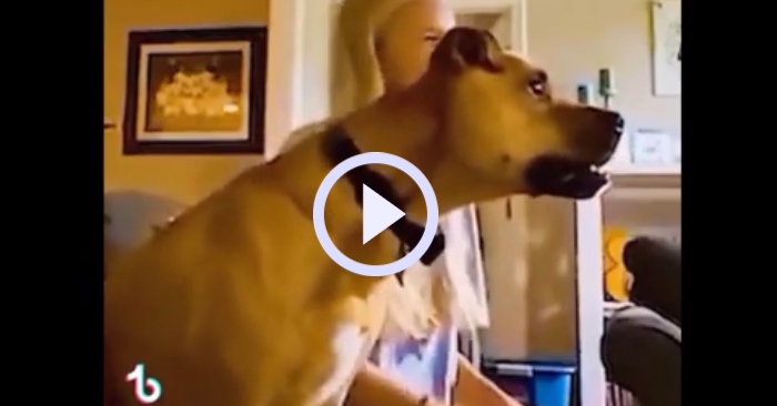 Video: Chú chó cưng ăn mừng té ghế khi xem bóng đá