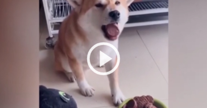 Video: Chú chó cưng nhả vội miếng bánh vì sợ có độc