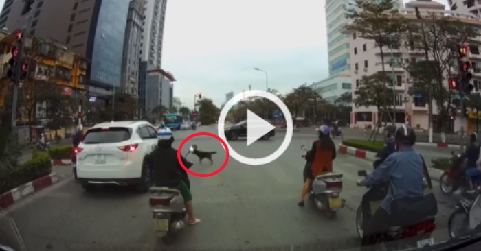 Video: Chú chó cưng chờ đèn xanh, tài xế xe sang vượt đèn đỏ
