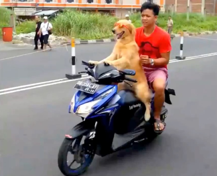Video: Chú chó cưng lái xe ôtô lao xuống hồ nước