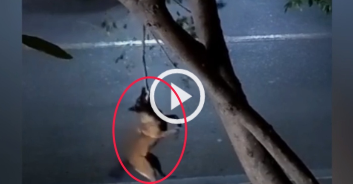 Video: Chú chó trổ tài đu cây điêu luyện