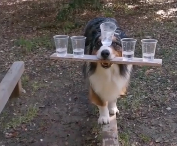 Video: Chú chó trổ tài đu cây điêu luyện