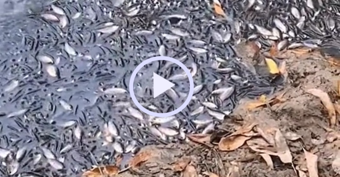 Video: Hàng trăm con cá thi nhau "rúc" vào bờ, khiến dân mạng tò mò