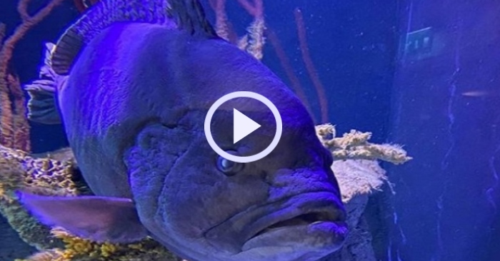 Video: Con cá mú trầm cảm sau khi ăn thịt hết bạn cùng bể