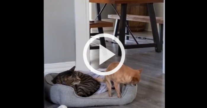 Video: Con chó rón rén vào nệm vì sợ ''sếp mèo'' đang nghỉ ngơi
