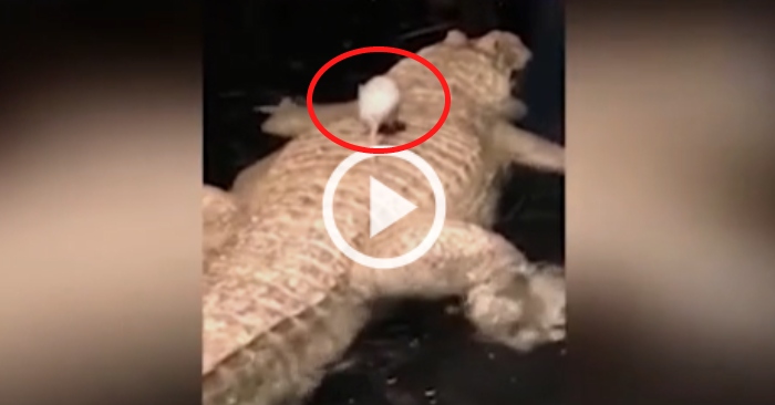 Video: Du khách phấn khích khi con chuột trốn thoát cá sấu bạch tạng