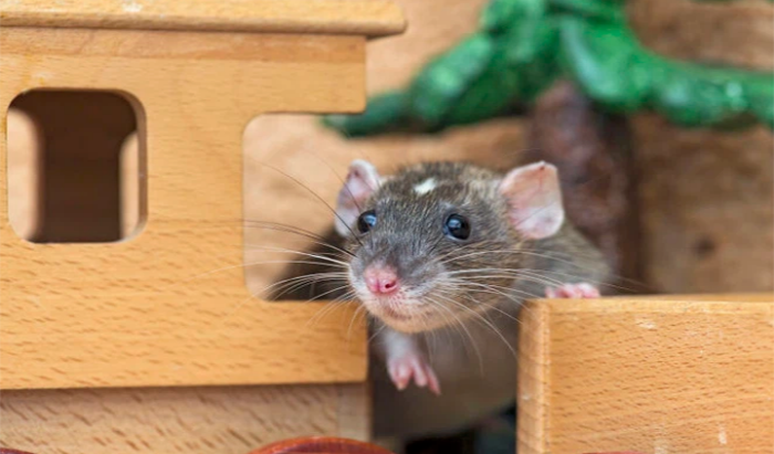 Video: Con chuột thông minh tìm cách lấy đồ ăn trong lồng bàn