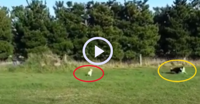 Video: Con cừu nổi loạn đuổi chó chăn cừu chạy khắp sân