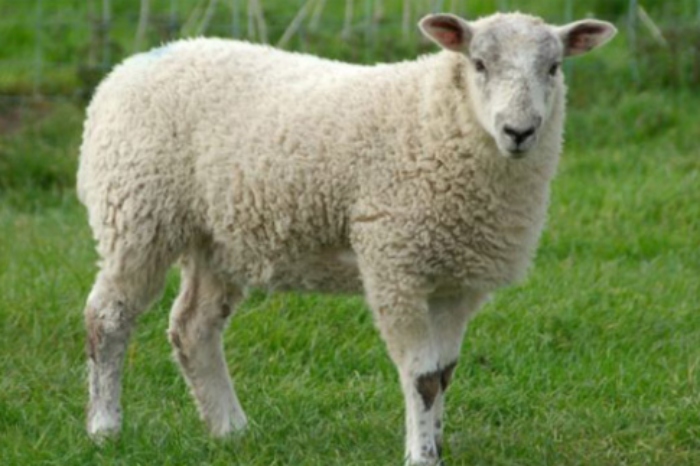 Video: Con cừu nổi loạn đuổi chó chăn cừu chạy khắp sân