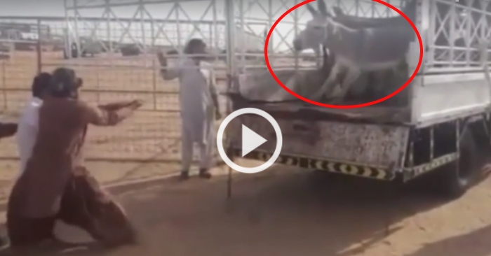 Video: Cả nhóm tá hỏa khi bị con Lừa bất ngờ phản công