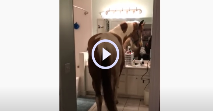Video: Con ngựa vào nhà soi gương khiến bé gái cười khanh khách