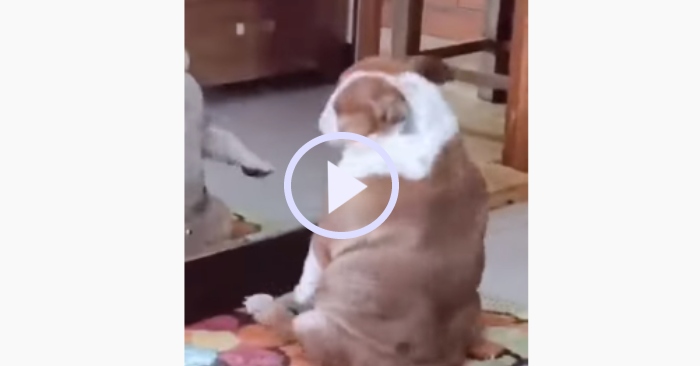 Video: Cún cưng tích cực gập bụng để giảm béo