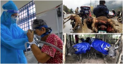 Cập nhật tối 22/2: Thêm 55.879 F0, biến chủng Omicron tăng cao tại TP. HCM; Gia súc chết rét ‘tăng vùn vụt’