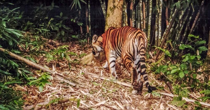 Máy ảnh tự động chụp được cá thể hổ trưởng thành vào năm 1999 tại Vườn Quốc gia Pù Mát.