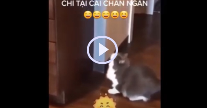 Video: Mèo con bỏ cuộc vì quá béo