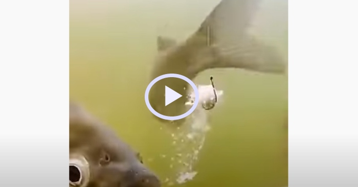 Video: Những con cá ăn mồi nhưng không mắc câu