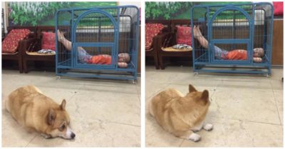 Chó cưng tủi thân nằm thẫn thờ nhìn cậu bé chiếm nhà