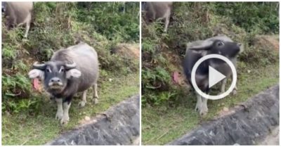 Video: Hai Thanh niên nhờ trâu chỉ đường về nhà