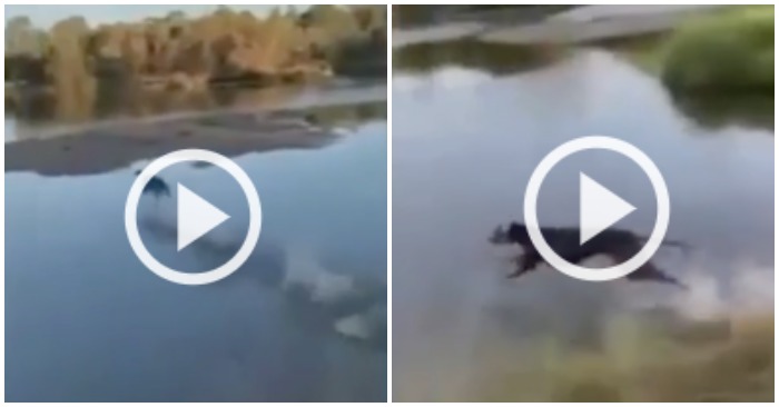Clip chú chó trổ tài chạy trên mặt nước (ảnh chụp màn hình video)