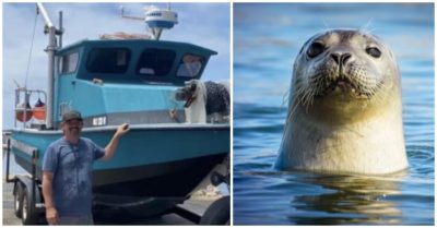 Hải cẩu cứu người rơi khỏi thuyền bơi 5 giờ trong đêm lạnh