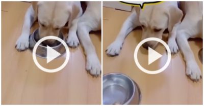 Video: Bị chủ cho ăn phao câu gà, chú chó giận dỗi hất tô rồi đứng dậy