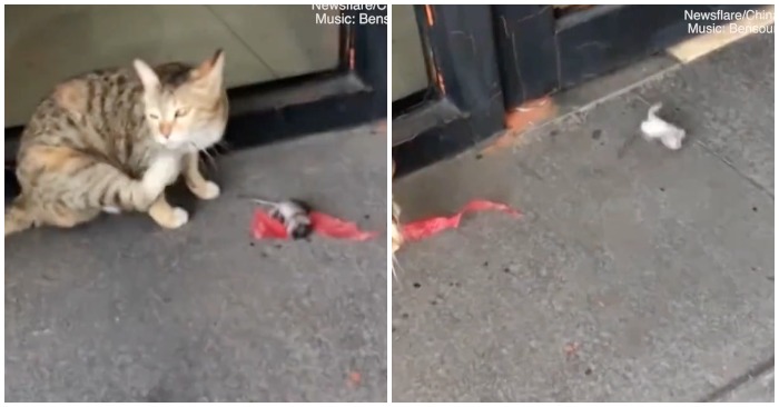 Chuột lăn mình gần chục vòng để trốn thoát khỏi mèo (ảnh chụp màn hình video).