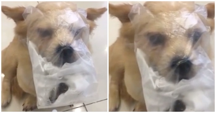Cún con bị phạt khi đi vệ sinh bừa bãi (ảnh chụp màn hình video).