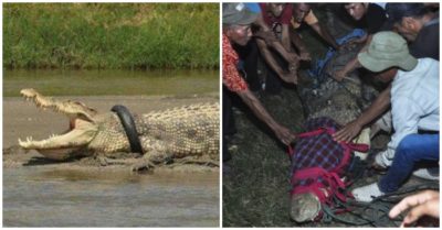 Người bán chim dùng gà nhử, cứu cá sấu 5m mắc kẹt trong lốp xe
