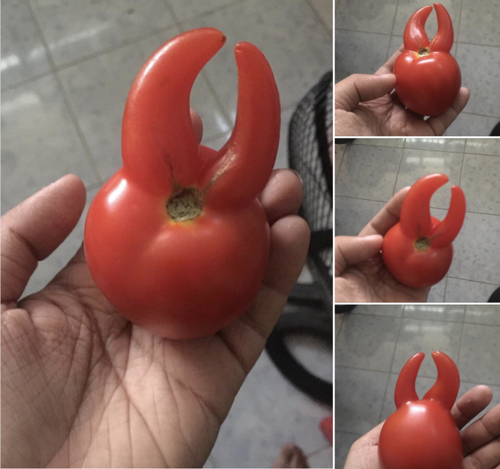 quả cà chua 