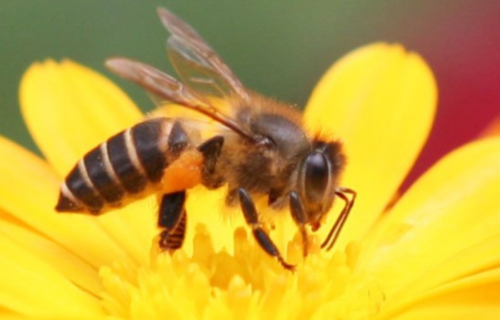 Video: Chọc phải tổ ong, thanh niên chạy thục mạng vì bị ong đốt