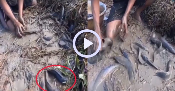 Video: Người đàn ông nhặt rổ cá trê dưới luống rau muống