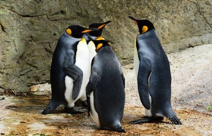 Video: Màn tẩu thoát ngoạn mục khỏi băng tan của chim cánh cụt