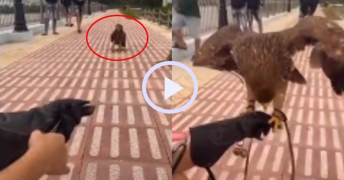 Video: Chim đại bàng mệt mỏi cuốc bộ lại tay người huấn luyện