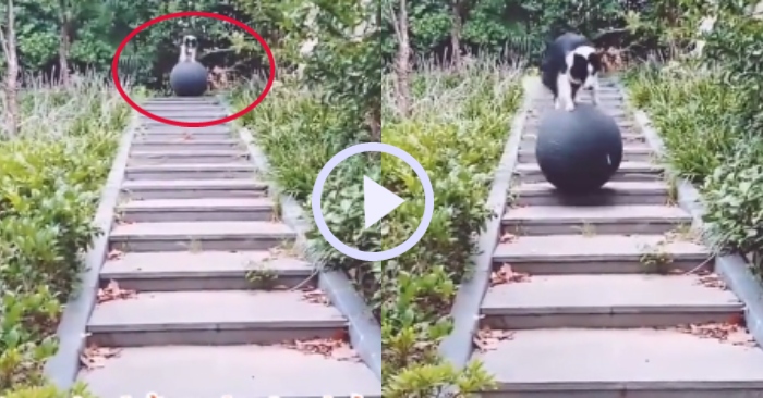 Video: Chó cưng biểu diễn giữ thăng bằng trên quả bóng xuống bậc thang