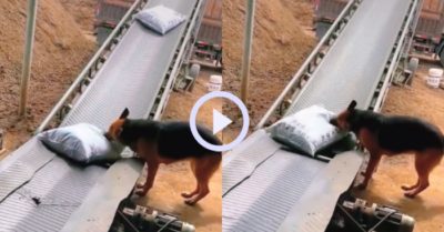 Video: Chó cưng chăm chỉ đóng dấu răng vào sản phẩm