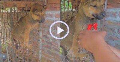 Video: Chủ nhân phải cắt hàng rào sắt để giải cứu chó cưng mắc kẹt